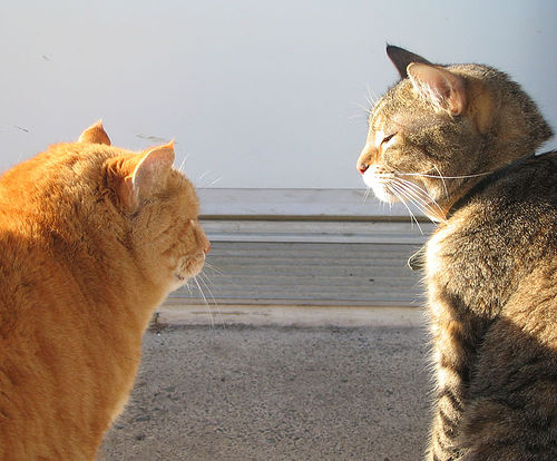 Cats Talking