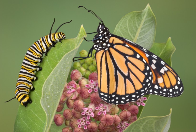 Monarch with caterpillar