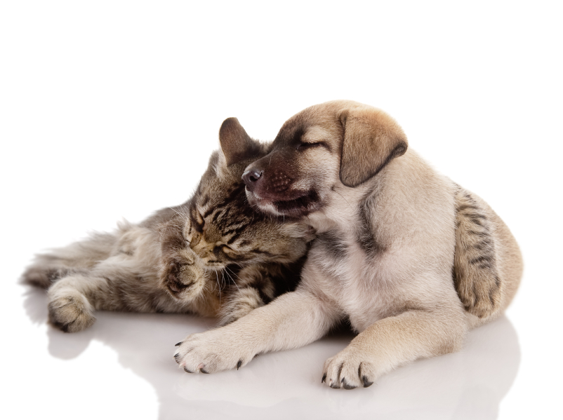 iStock_000021329259Small