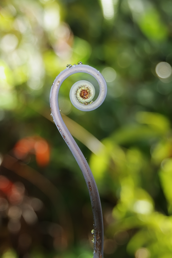 Young shoot of fern close up in Big island,