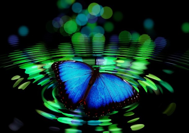 butterfly-492536_640