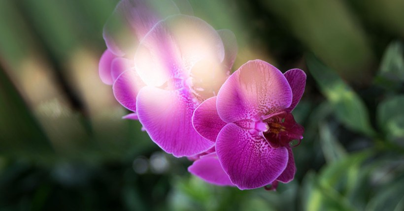 Orchid