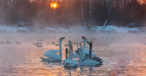 Swans