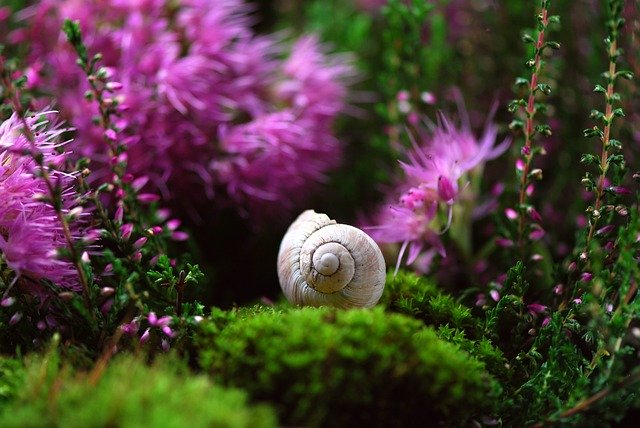 snail-582201_640