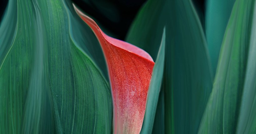 calla lily