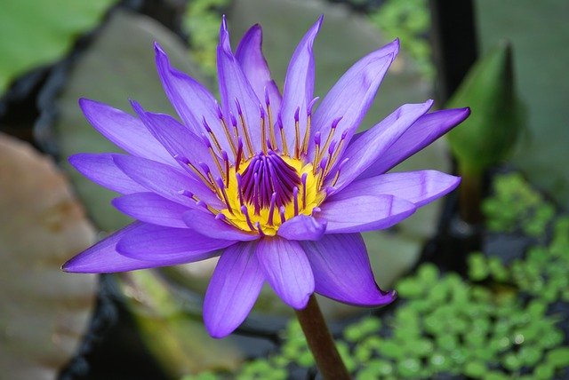 water-lily-362201_640