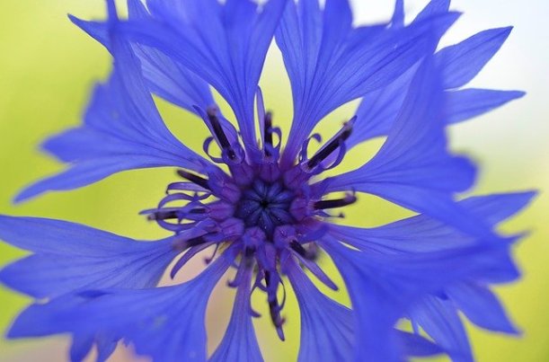 cornflower-49221_640