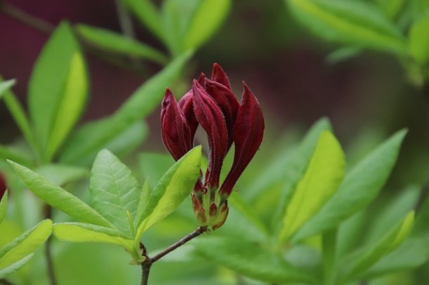 rhododendron-4192842_640